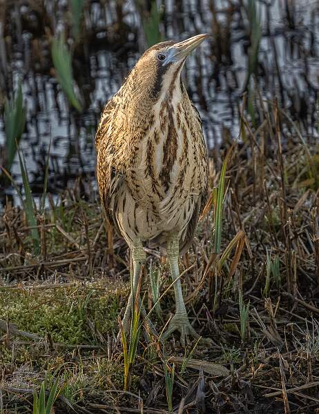 Good Morning Bittern.jpg - Good Morning Bittern