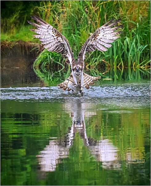 Male Osprey 1H7 Takes a Trout_Matt Clarke_Open.jpg - Male Osprey 1H7 takes a trout