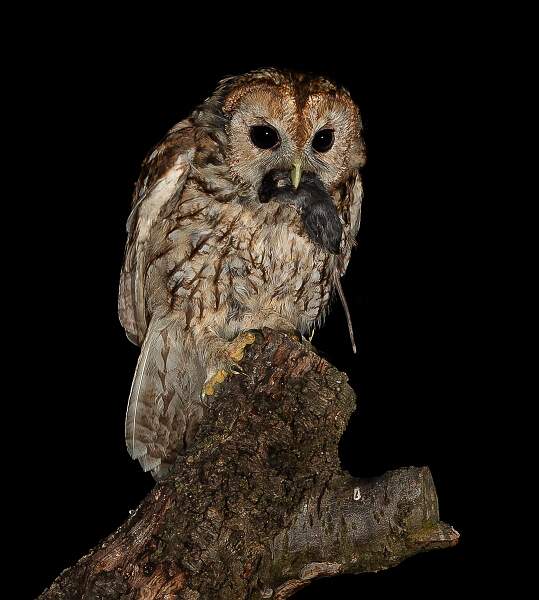 Night Hunter.jpg - Night Hunter