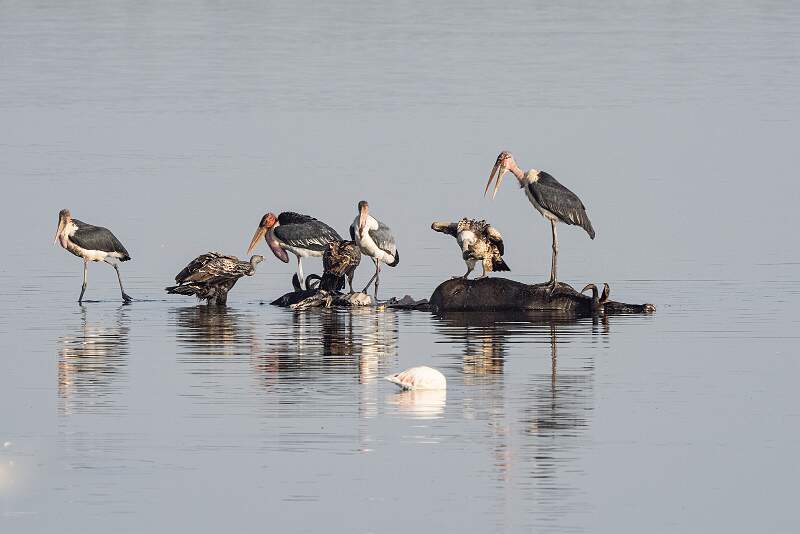 Storks @ Vultures onCarcases_cherylwilkes_open.jpg