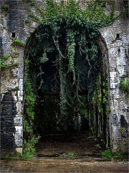 Trailing Ivy.jpg - Print Comp No 1 Open