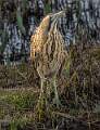 Good Morning Bittern