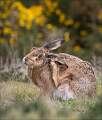 Grooming Amongst the Gorse_Hannah Taylor_Open