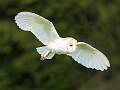Hunting Barn Owl_Julie Browne_Open