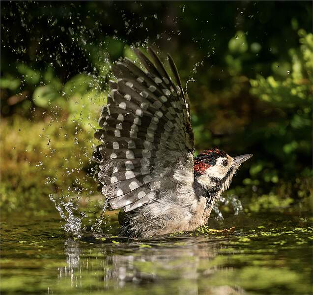 Bathing Great Spotted Woodpecker_Julie Browne_Open .jpg - Open