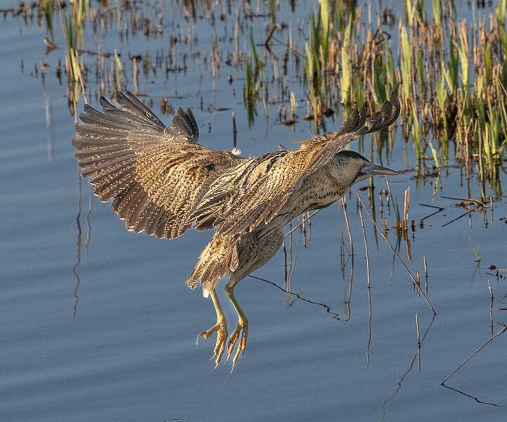 Bittern in Flight.jpg - Bittern in Flight