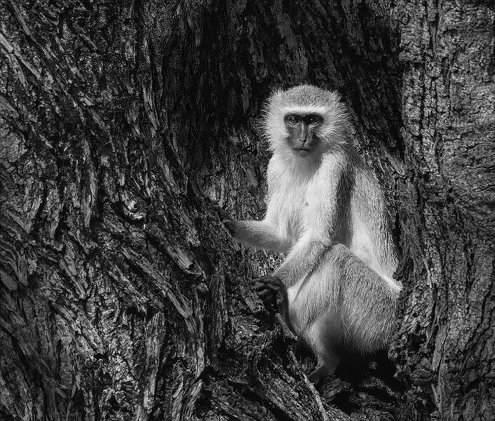 Eyes of the Ecosystem_Hannah Taylor_Set.jpg - Set