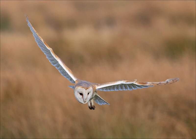 Gliding Into the Golden Hour_Hannah Taylor_Open.jpg - Open