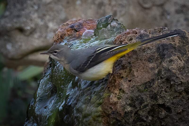 Grey wagtail print 2 open.jpg - Grey wagtail_michael bamford_print open.jpg