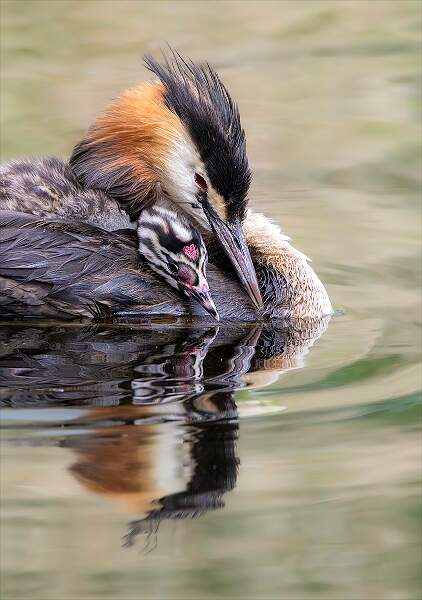 Safe in Mum's Feathers_Hannah Taylor_Open.jpg - Open