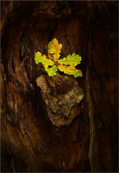 Signs of Autumn_Matt Clarke_Open.jpg - Staverton Thicks