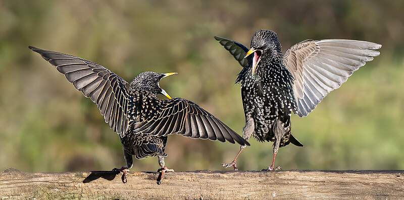 Starling scrap_Julie Browne_Open.jpg