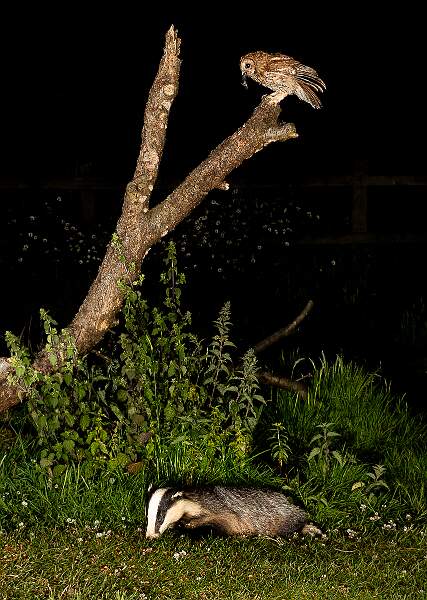 Tawny Owl and Badger Feeding.jpg - Tawny Owl and Badger Feeding