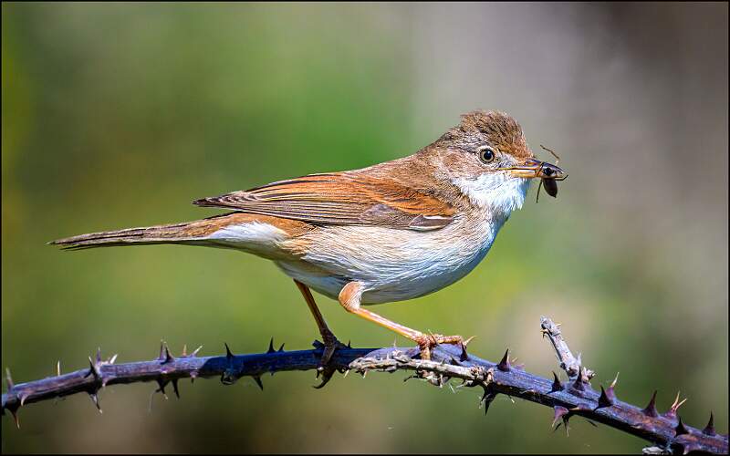 Whitethroat with PreyP_Matt Clarke_Open.jpg - Whitethroat with Prey