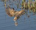 Bittern in Flight