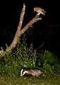 Tawny Owl and Badger Feeding