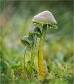 Waxcap