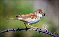 Whitethroat with PreyP_Matt Clarke_Open