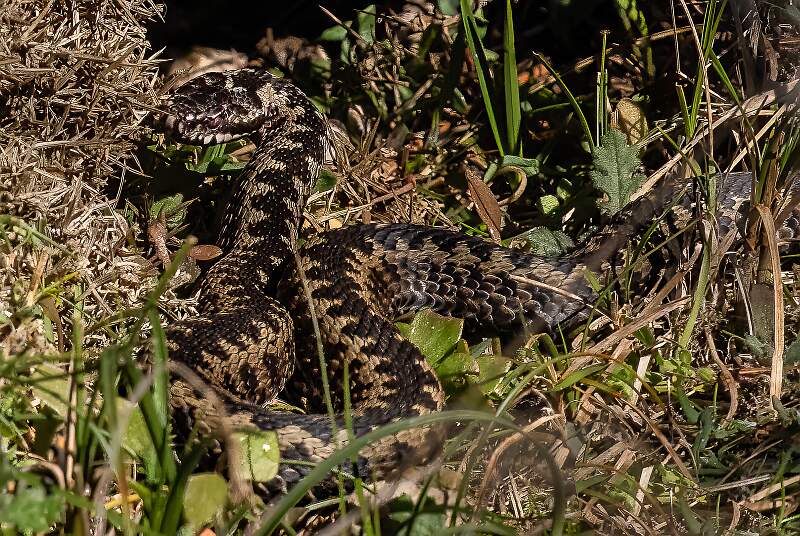 Camouflaged Adder_Martin Hancock_Open.jpg - Camouflaged Adder