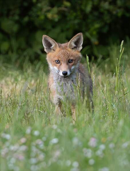 Curious Cub_Hannah Taylor_Open.jpg - Open