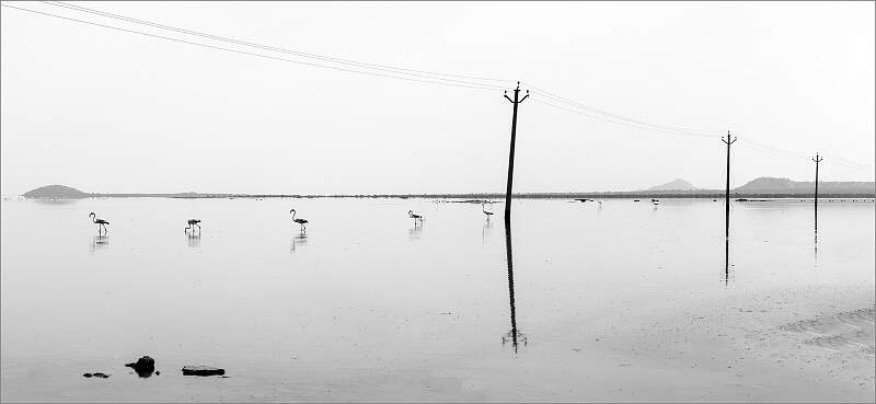 Flamingos in Line_Isabella Knight_Open.jpg - Monthly Comp Open