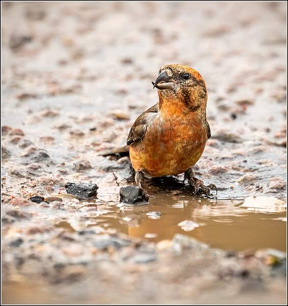Male Common Crossbill_Matt Clarke_Open.jpg - Male Crossbill