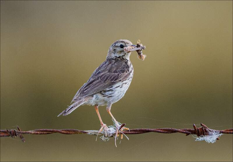 Meadow Pippit with Insect_cherylwilkes_open.jpg