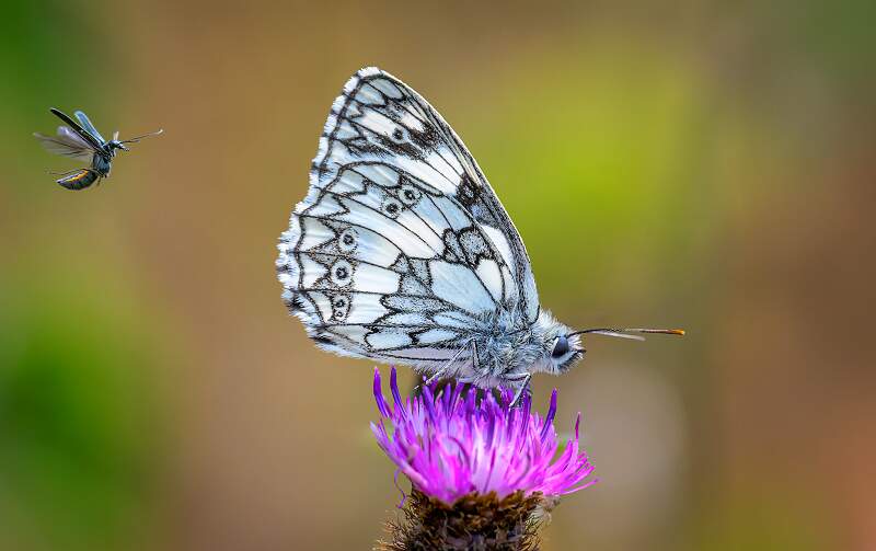 Peter Smith_Marbled White with Blister Beetle_Open.jpg