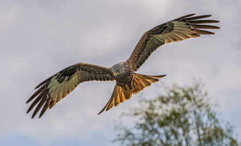 Red Kite Approaching_Martin Hancock_Open.jpg - Red Kite Approaching
