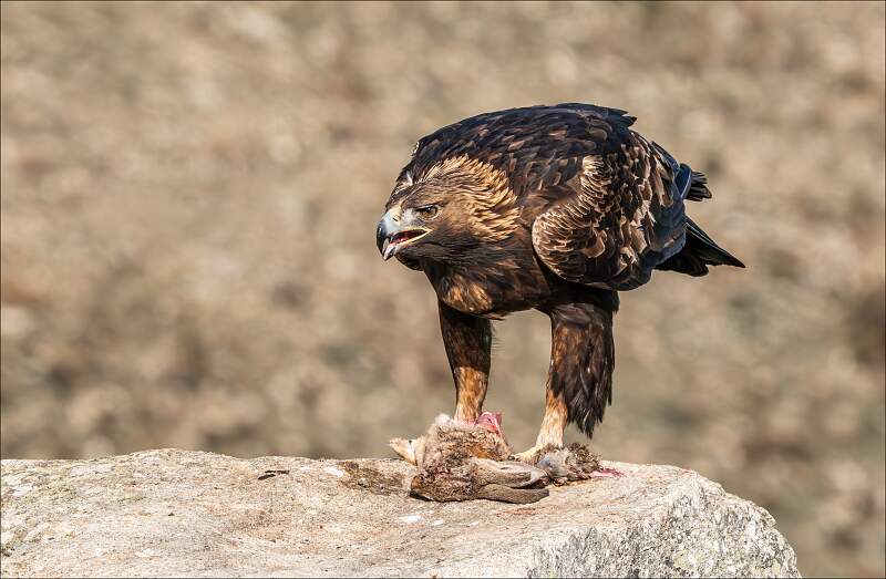 Spannish Imperial Eagle with Prey_cherylwilkes_open.jpg