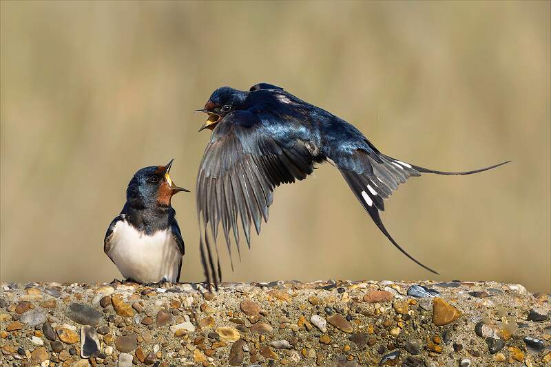 Squabbling Swallows.jpg - Set