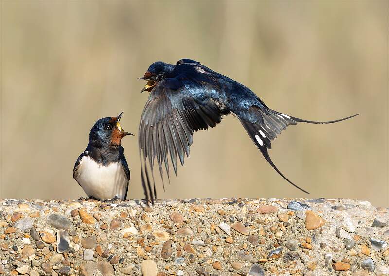 Squabbling Swallows_HannahTaylor_Set.jpg - Set