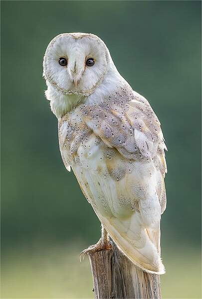 Watching and Waiting_Julie Browne_Open copy.jpg