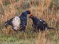 Black Grouse Quarrel