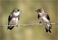 Sand Martin Gossip_Julie Browne_Set
