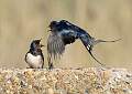 Squabbling Swallows_HannahTaylor_Set