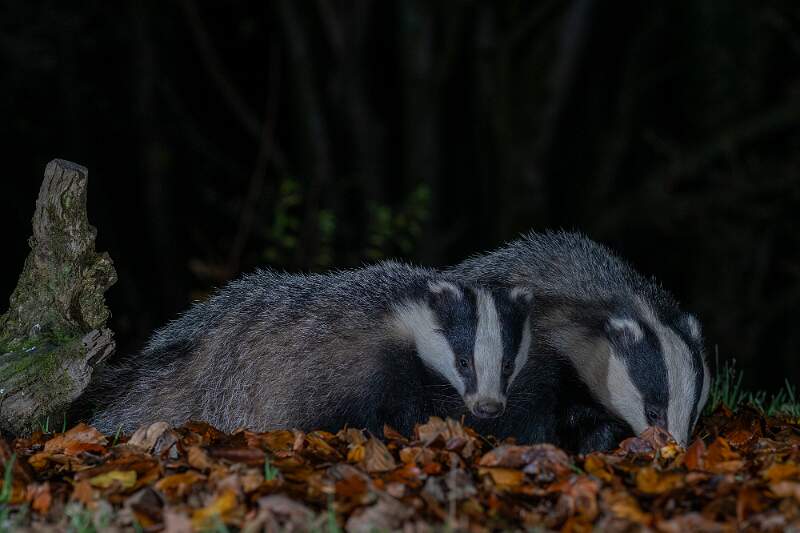 2 Badgers foraging _DSC1724.jpg - 2 Badgers Foraging