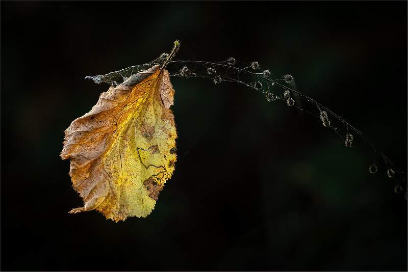 A Sign of Autumn_Matt Clarke_Set.jpg - SWT Groton Woods