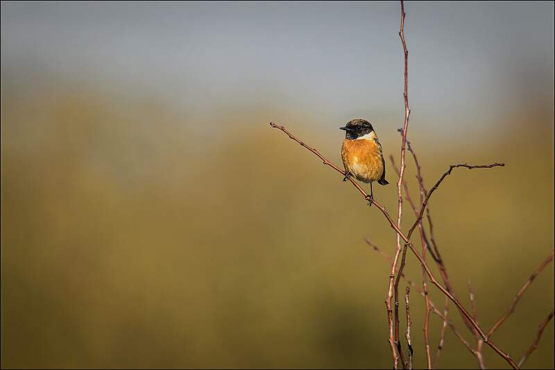 Alert Male Stonechat_Matt Clarke_Open.jpg - Male Stonechat
