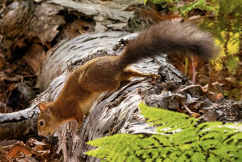 Autumn Squirrel_Julie Browne_Set.jpg - Set