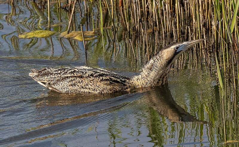 Bittern Swimming-2.jpg - Bittern Swimming