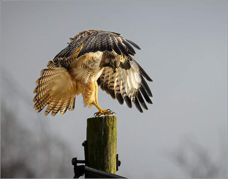Common Buzzard landing on telephone pole_Matt Clarke_Open.jpg - Buzzard, Harkstead