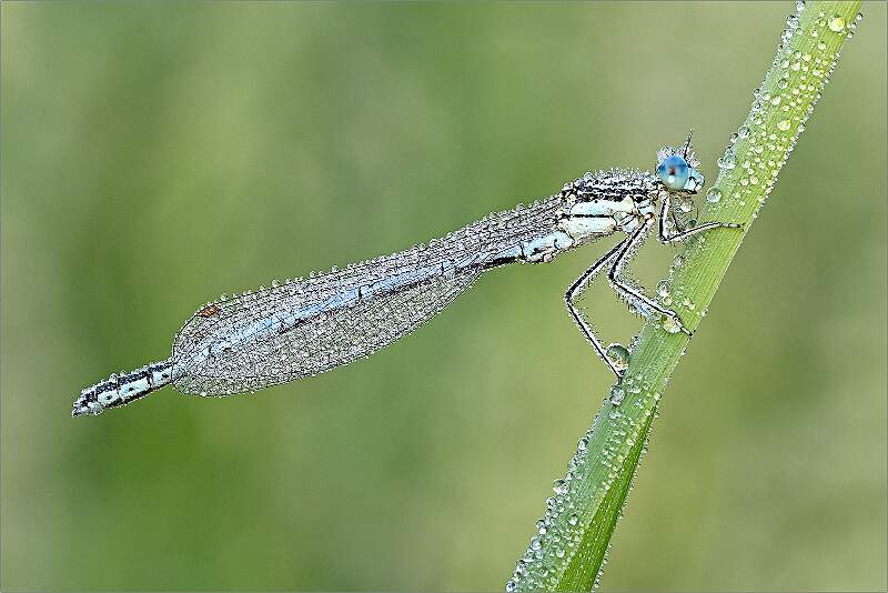 Dew covered Damselfly.jpg - 4th Print comp - Open 