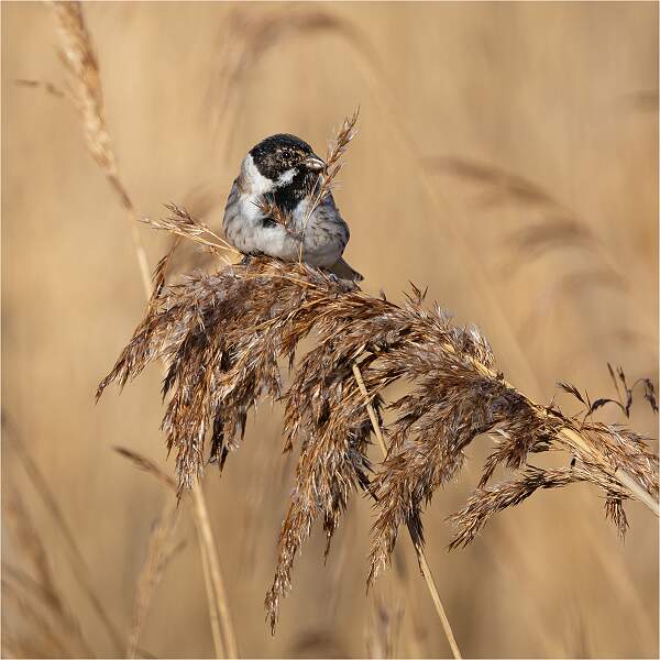 Reed Bunting's Breakfast_Hannah Taylor_Open.jpg