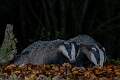 2 Badgers foraging _DSC1724