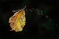 A Sign of Autumn_Matt Clarke_Set