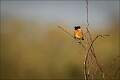 Alert Male Stonechat_Matt Clarke_Open