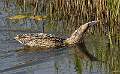 Bittern Swimming-2
