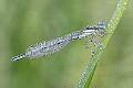 Dew covered Damselfly