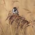 Reed Bunting's Breakfast_Hannah Taylor_Open